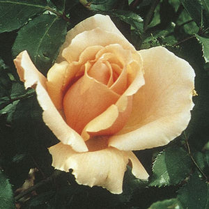 Deciduous foliage of Just Joey Hybrid Tea Rose (Rosa 'Just Joey') in a garden setting.