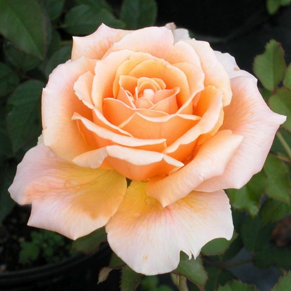 Just Joey Hybrid Tea Rose (Rosa 'Just Joey'), a shrub featuring pink, orange, yellow flowers and deciduous.