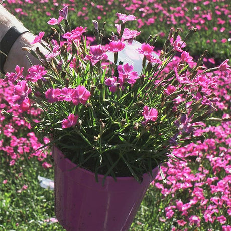 Kahori&reg; Dianthus - Nature Hills Nursery - #1 Container - 
