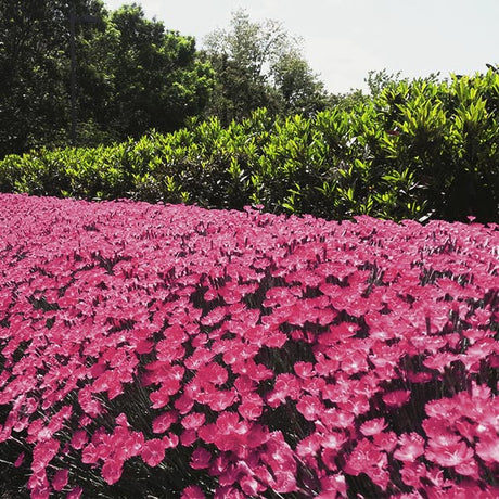 Kahori&reg; Dianthus - Nature Hills Nursery - #1 Container - 