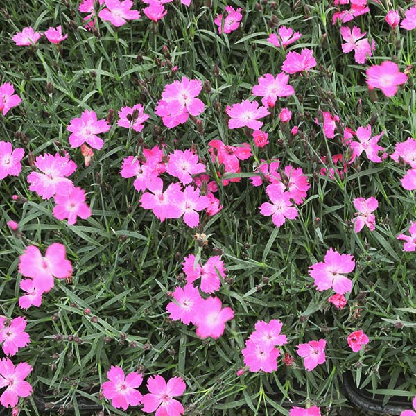 Kahori&reg; Pink Dianthus - Nature Hills Nursery - #1 Container - 