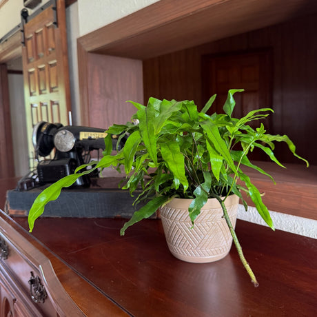 Kangaroo Paw Footed Fern in a 6 inch pot, view 2