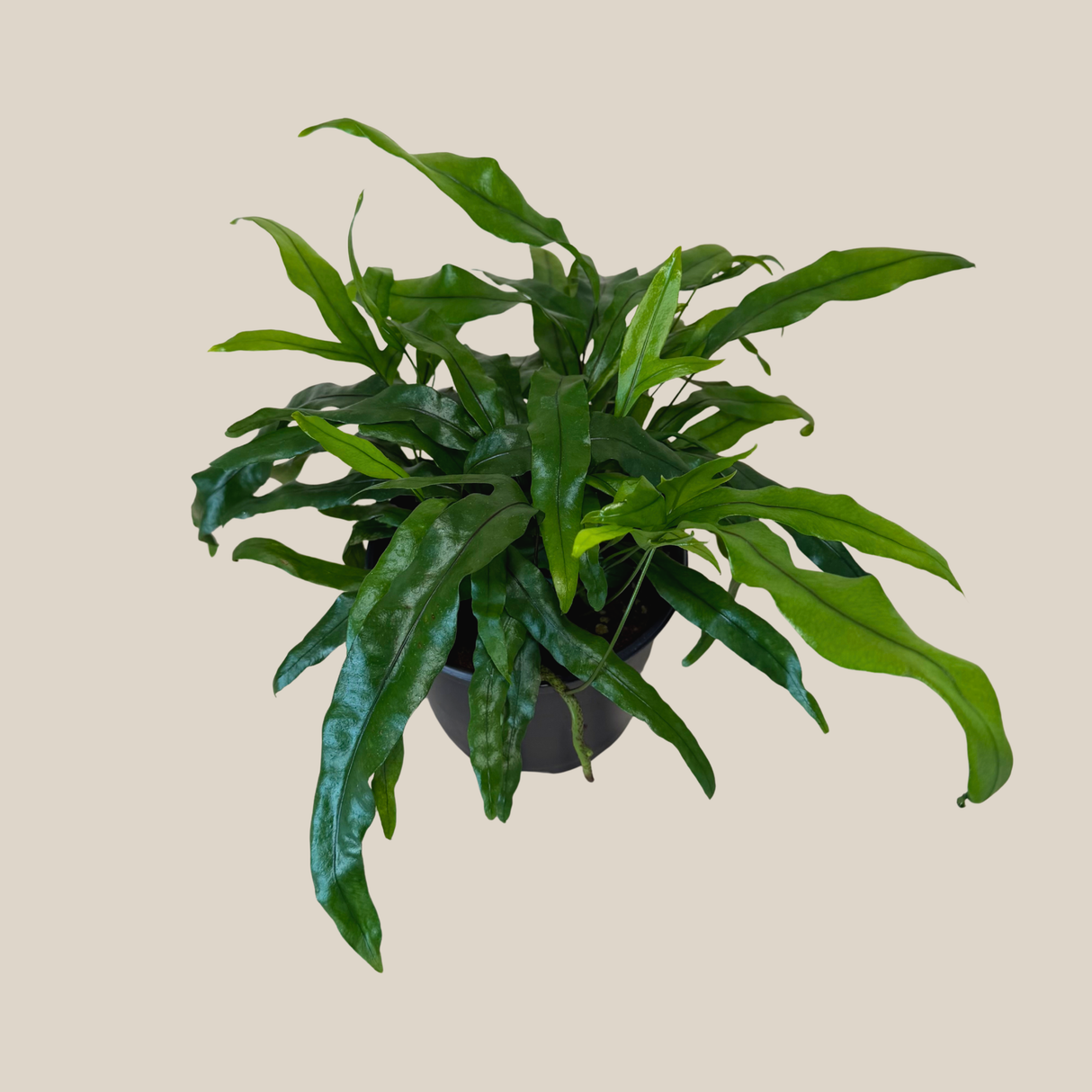 Kangaroo Paw Footed Fern in a 6 inch pot, view 3