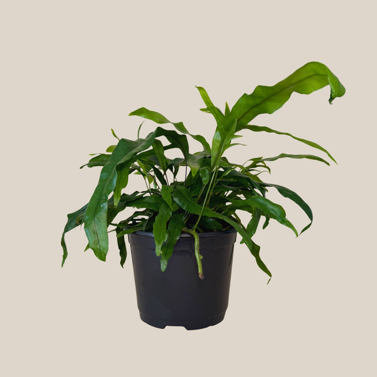 Kangaroo Paw Footed Fern in a 6 inch pot, view 4