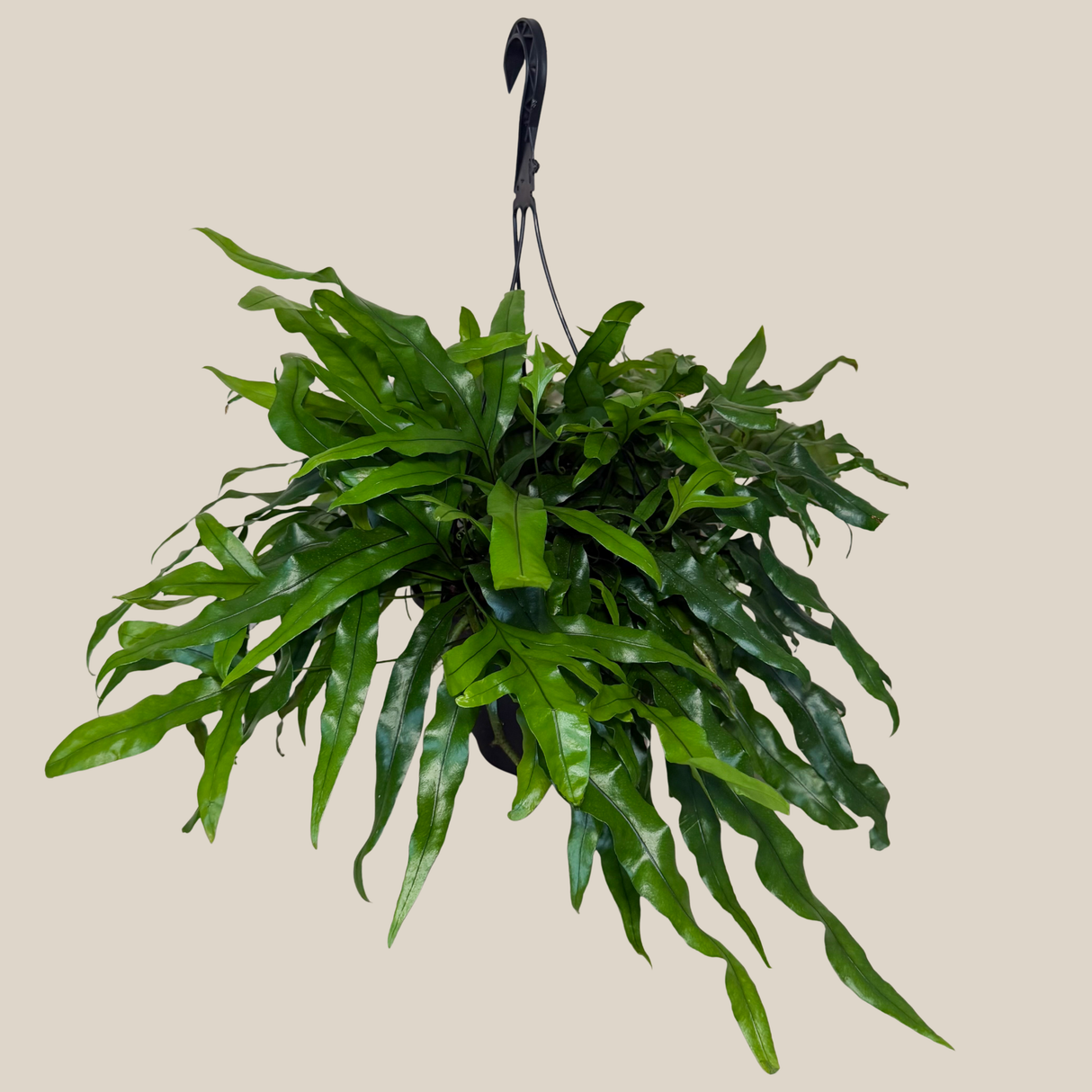 Kangaroo Paw Footed Fern in an 8 inch hanging basket, view 2