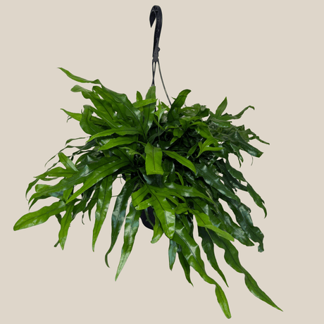 Kangaroo Paw Footed Fern in an 8 inch hanging basket, view 2
