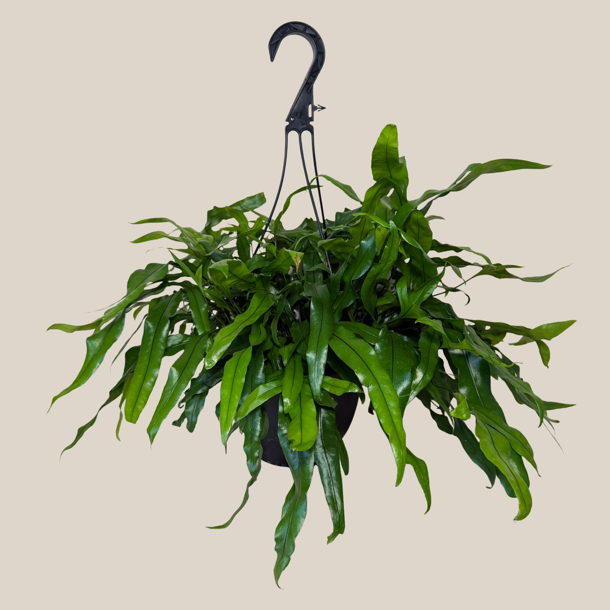 Kangaroo Paw Footed Fern in an 8 inch hanging basket, view 3