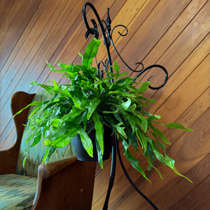 Kangaroo Paw Footed Fern in an 8 inch hanging basket