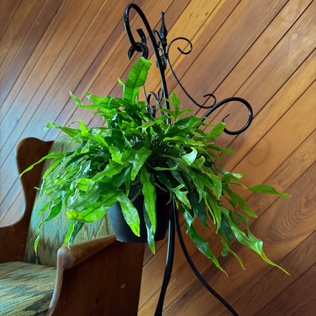 Kangaroo Paw Footed Fern in an 8 inch hanging basket