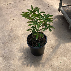 Kansas Peony plant in a black #2 nursery container showing deep green foliage with reddish stems on concrete.