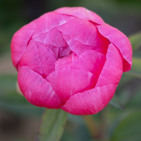 Deep magenta-pink Kansas Peony bloom with tightly spiraled petals just beginning to open on a green stem.