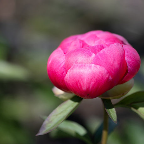 Deep pink Kansas Peony bud just beginning to open, showing tightly layered petals on a leafy green stem.