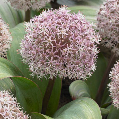 Karataviense Allium - Nature Hills Nursery - 7 Pack Bulbs - 