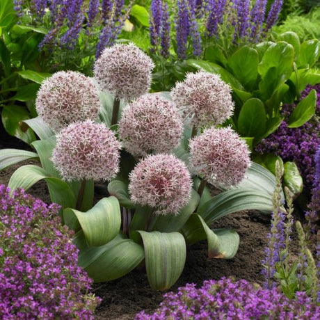 Karataviense Allium - Nature Hills Nursery - 7 Pack Bulbs - 