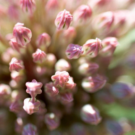 Karataviense Allium - Nature Hills Nursery - 7 Pack Bulbs - 