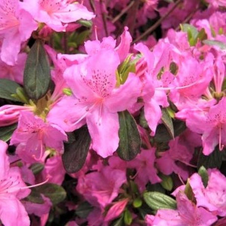 Karen Azalea (Rhododendron x 'Karen'), a shrub featuring purple, pink flowers and broad-leaved evergreen.