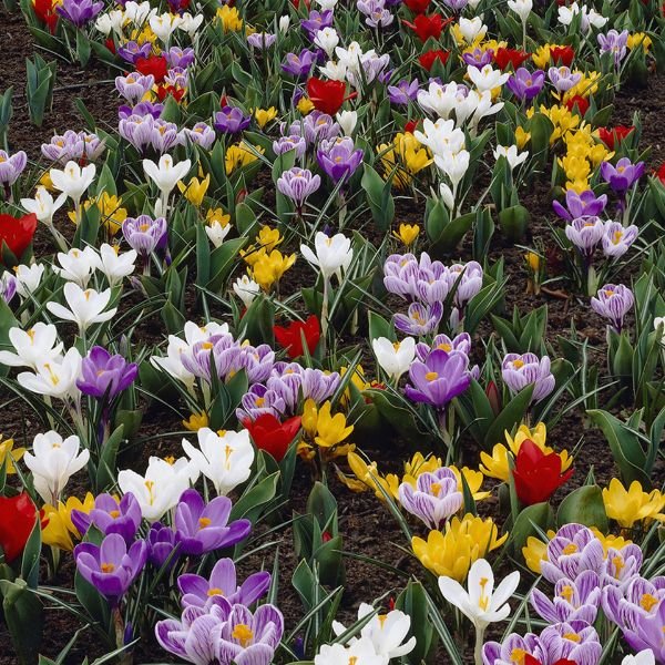 Karma Cottage Garden Blend Flower Bed in Full Bloom