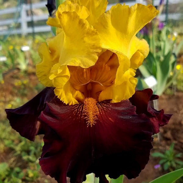 Kathy Chilton Tall Bearded Iris - Nature Hills Nursery - Bare Root Iris - 