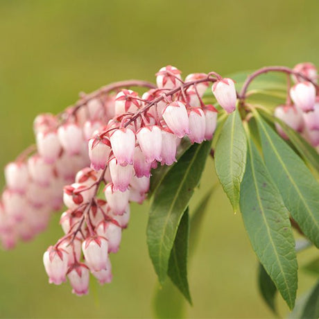 Katsura Pieris (Pieris japonica 'Katsura'), a shrub featuring purple, pink flowers and broad-leaved evergreen.