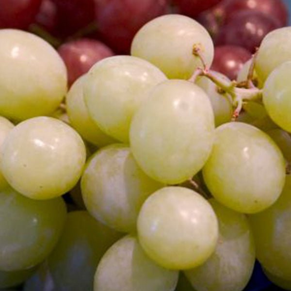 Kay Grape Vine - Nature Hills Nursery - Bareroot - 