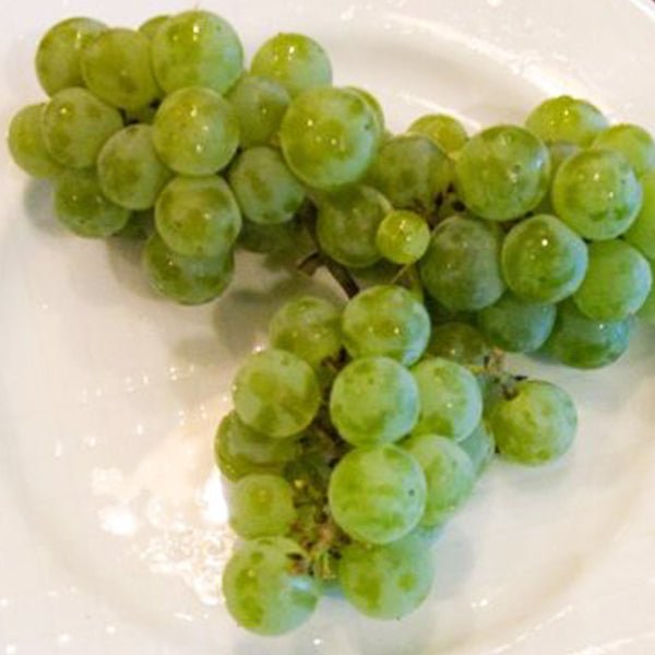 Kay Grape Vine - Nature Hills Nursery - Bareroot - 