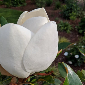 Kay Parris Magnolia Tree (Magnolia grandiflora 'Kay Parris'), a tree featuring white flowers and broad-leaved evergreen.