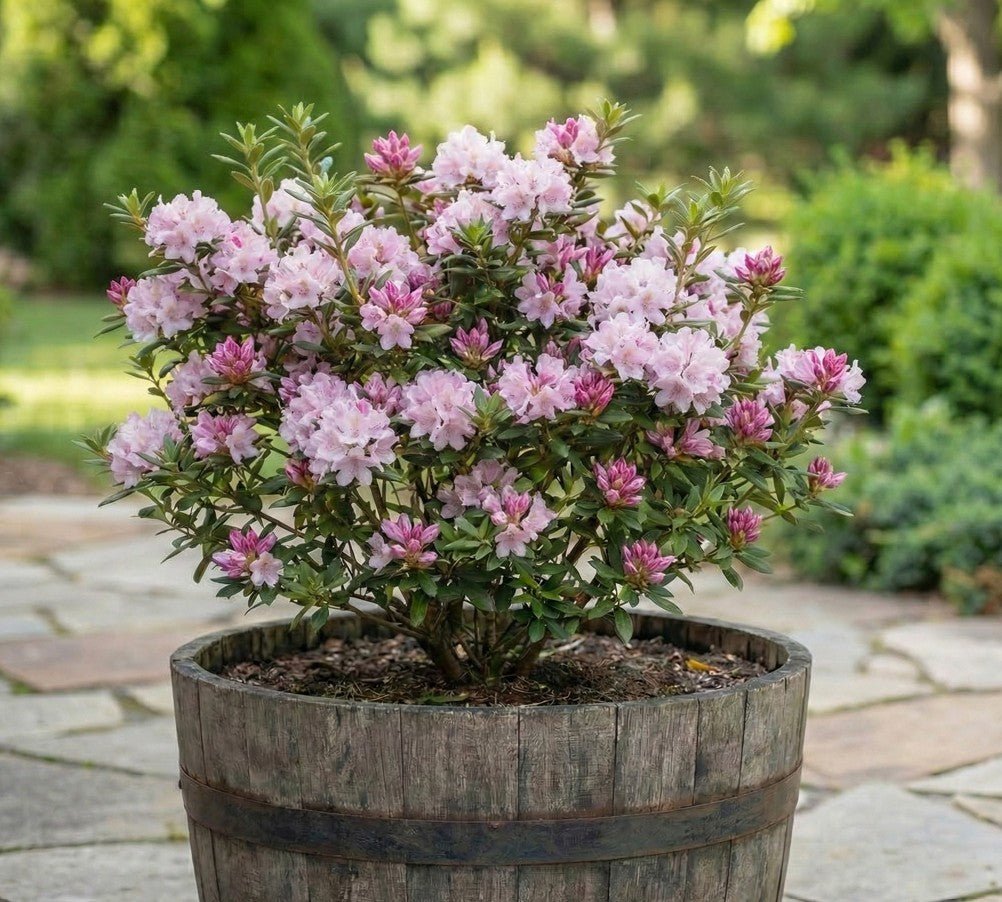 Ken Janeck Rhododendron | Pink Spring Blooms | Nature Hills