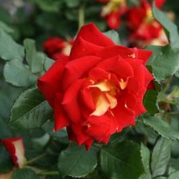 Ketchup & Mustard Floribunda Rose