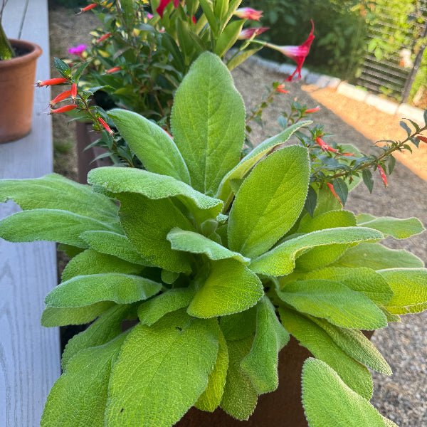 Key Lime Lamb's ear - Perennial - Nature Hills Nursery - 1 Container - 