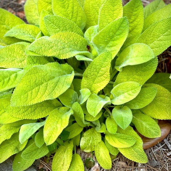 Key Lime Lamb's ear - Perennial - Nature Hills Nursery - 1 Container - 