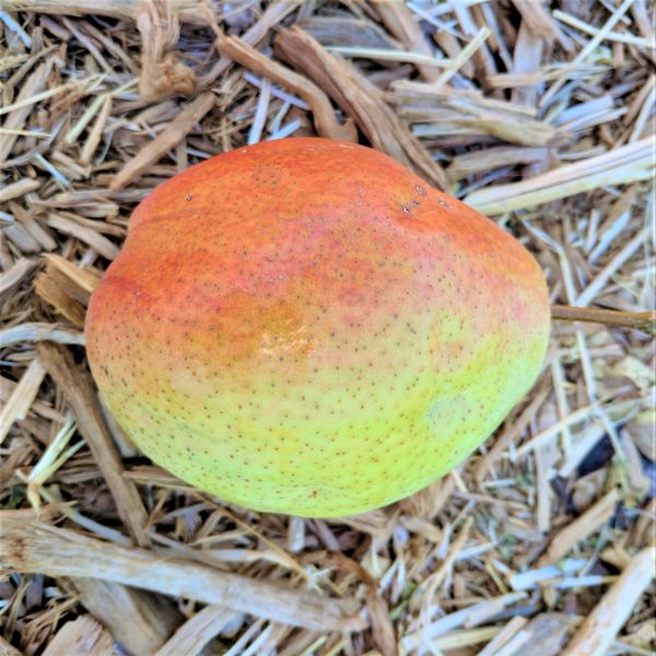 Close-up of white pyrus flowers on Kieffer Pear Tree blooming in late spring.
