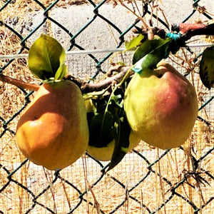 Kieffer Pear Tree (Pyrus communis 'Kieffer') growing in a garden landscape, showing mature tree form.