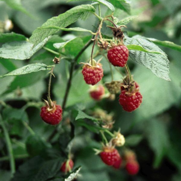 Killarney Raspberry - Nature Hills Nursery - #1 Container - 