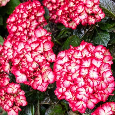 Kimono&trade; Bigleaf Hydrangea - Nature Hills Nursery - #2 Container - 