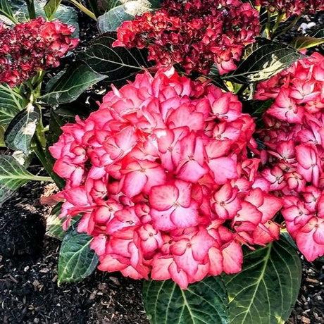 Kimono&trade; Bigleaf Hydrangea - Nature Hills Nursery - #2 Container - 