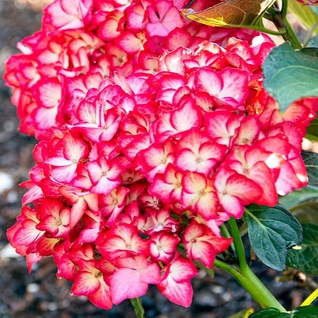 Kimono&trade; Bigleaf Hydrangea - Nature Hills Nursery - #2 Container - 