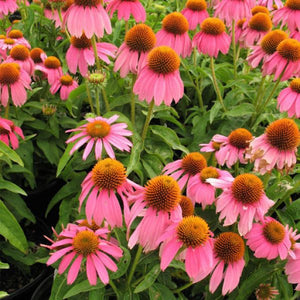 Kim's Knee High&trade; Coneflower - Nature Hills Nursery - #1 Container - 