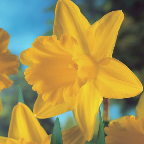 King Alfred type Classic Improved Daffodil - Nature Hills Nursery - 15 Pack Bulbs - 