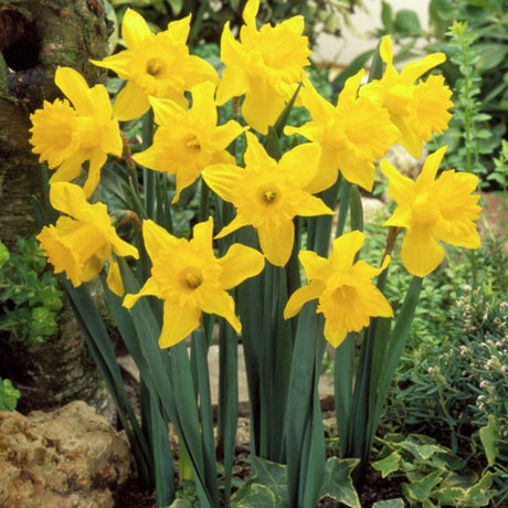 King Alfred type Classic Improved Daffodil - Nature Hills Nursery - 15 Pack Bulbs - 
