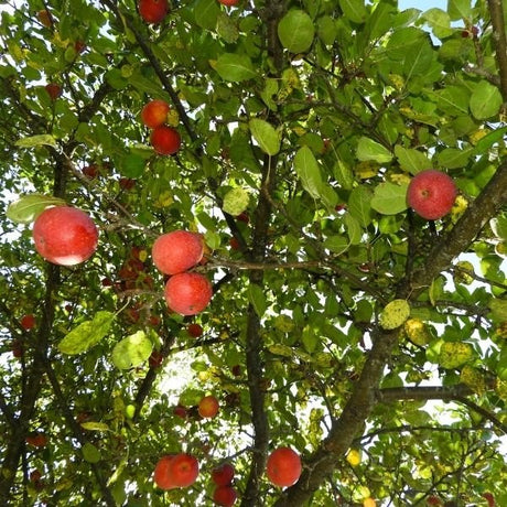 King Apple Tree - Nature Hills Nursery - Paper Pot 4 - 5 Feet Semi - Dwarf Height - 