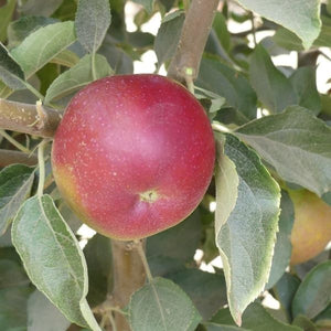 King David Apple Tree - Nature Hills Nursery - Paper Pot 4 - 5 Feet Semi - Dwarf Height - 