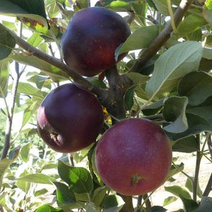 King David Apple Tree - Nature Hills Nursery - Paper Pot 4 - 5 Feet Semi - Dwarf Height - 