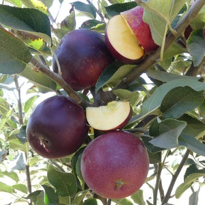 King David Apple Tree - Nature Hills Nursery - Paper Pot 4 - 5 Feet Semi - Dwarf Height - 