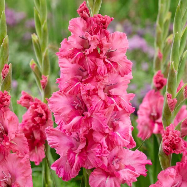 Kingston Ruffle Gladiolus - Nature Hills Nursery - 12 Pack Bulbs - 