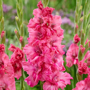 Kingston Ruffle Gladiolus Blooms