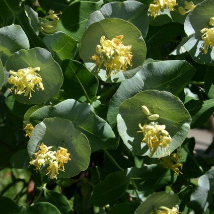 Kintzley's Ghost® Honeysuckle Vine | Buy at NatureHills.com