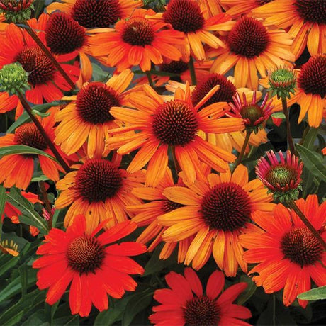 Kismet® Intense Orange Coneflower Blooms
