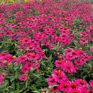 Kismet Raspberry Coneflower Field