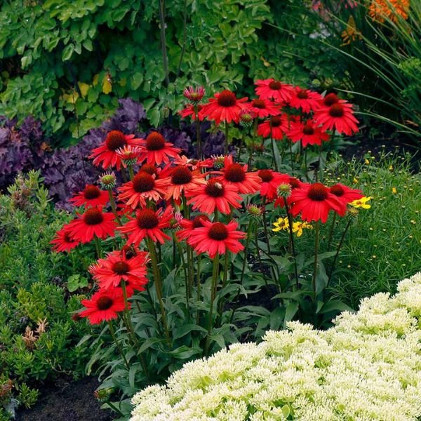 Kismet® Red Coneflower (Echinacea x 'TNECHKRD' PP29,743), a perennial featuring red flowers and perennial.