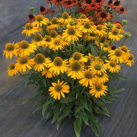Kismet® Yellow Coneflower Full Plant with Blooms